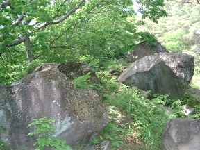 尾根道を下る新道